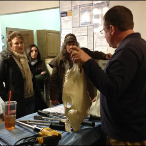 Veterinarian explaining parts of a horse jawbone